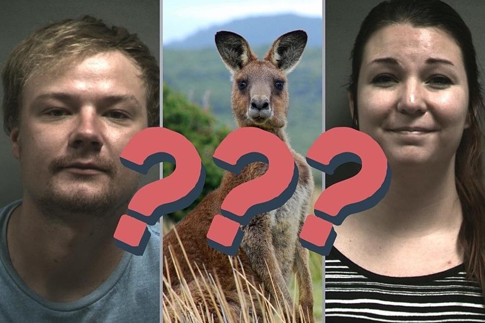 Kangaroo Alleged Thieves Arrested, But Where's The Kangaroo?