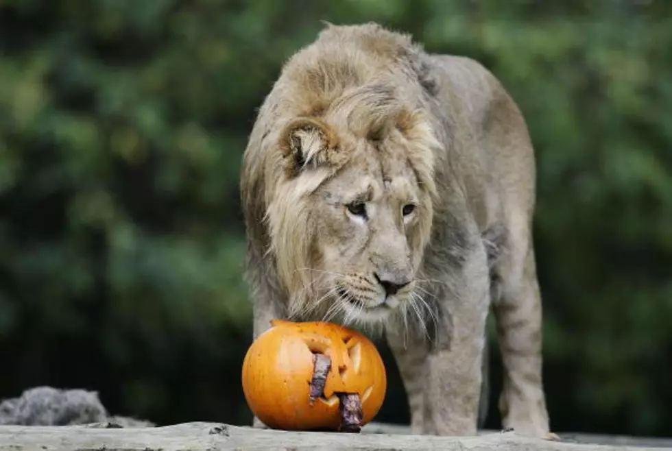 Amarillo Zoo Gearing Up For Boo At The Zoo