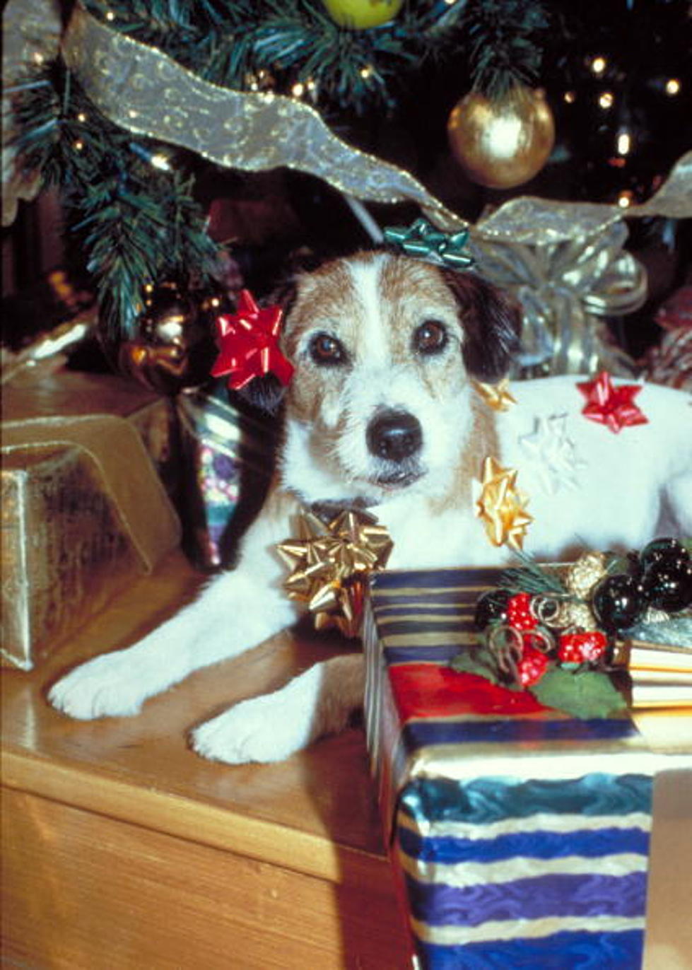 Do You Buy Your Pets Christmas Gifts? [Poll]
