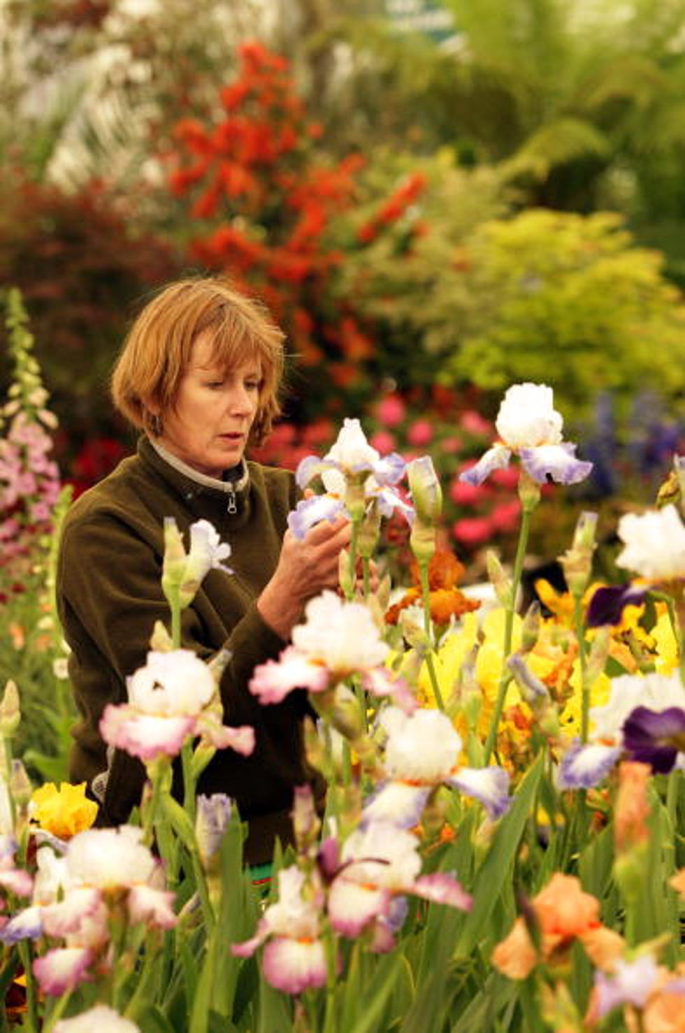 Amarillo Botanical Gardens Hosts an Iris Show