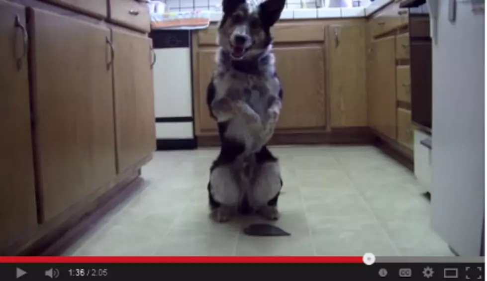 This Dog Is Amazing!  Look At What Jumpy Can Do [VIDEO]
