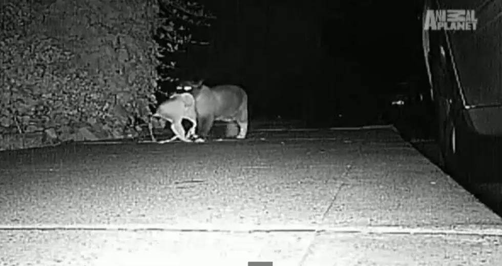 The Most Unusual Cat Burglar Victimizes Neighborhood Night After Night [VIDEO]
