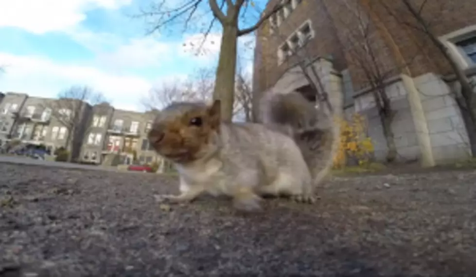 Curious Squirrel Steals GoPro Camera, Drops It From Top of Tree [VIDEO]