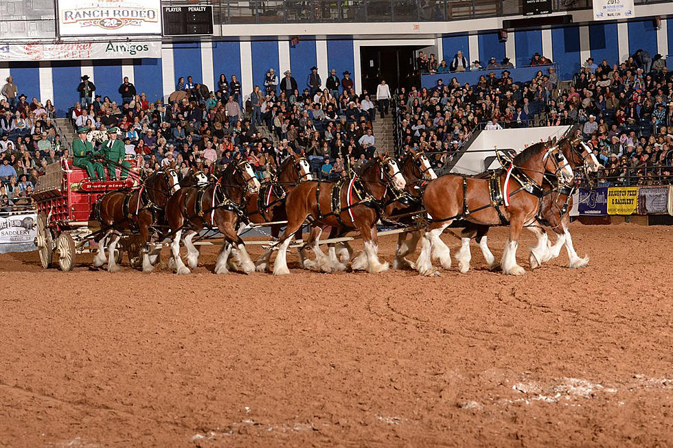 Don’t Miss Your Chance To Meet The Budweiser Clydesdales This Weekend