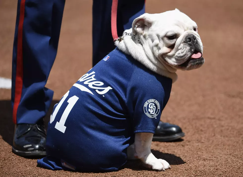 Take Your Doggie Out To The Ballgame