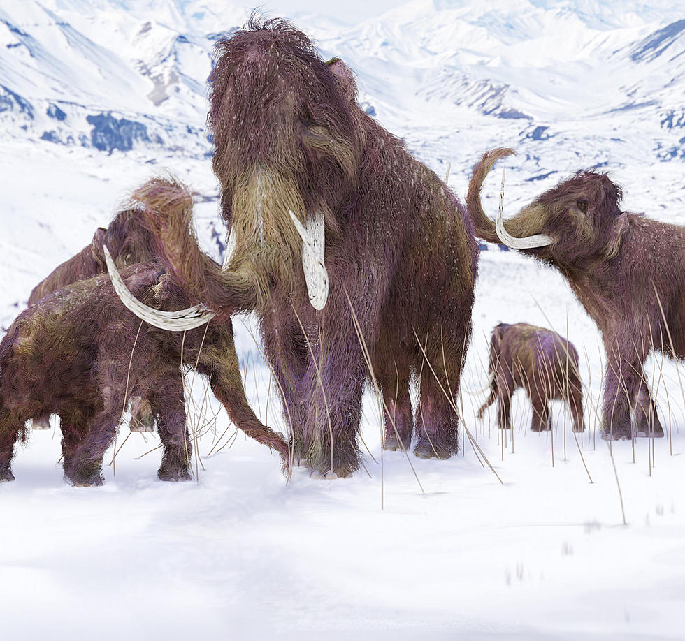 Mammoths Used To Live In Amarillo
