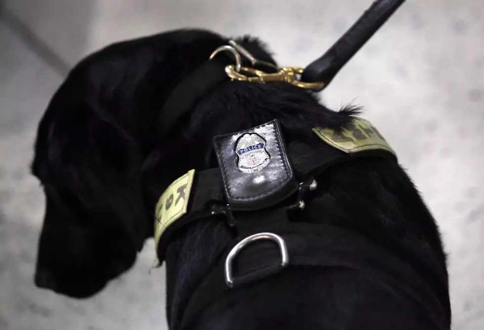 How We Can Support Our Four-Legged Police Officers