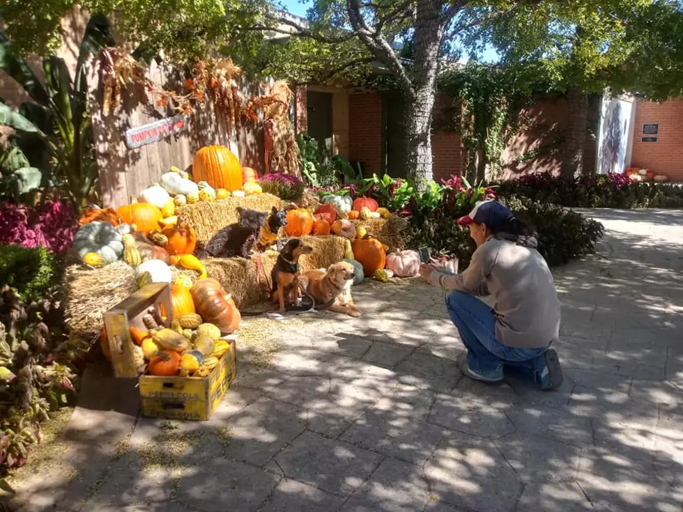 Celebrate Fall In Amarillo At The Botanical Garden’s PumpkinFest