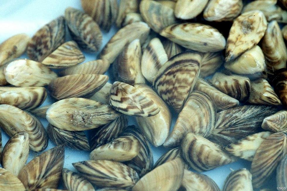 Could Zebra Mussels Invade Lake Meredith?