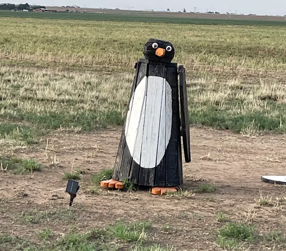 Surprise! Amarillo Has A Penguin And Pippy Is His Name!