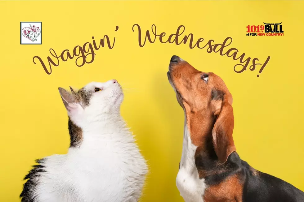 Waggin’ Wednesdays! Wet Noses to Win Your Heart!
