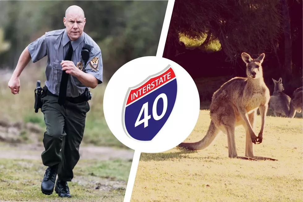 A Kangaroo Shut Down I-40, Was It KangaLooby?