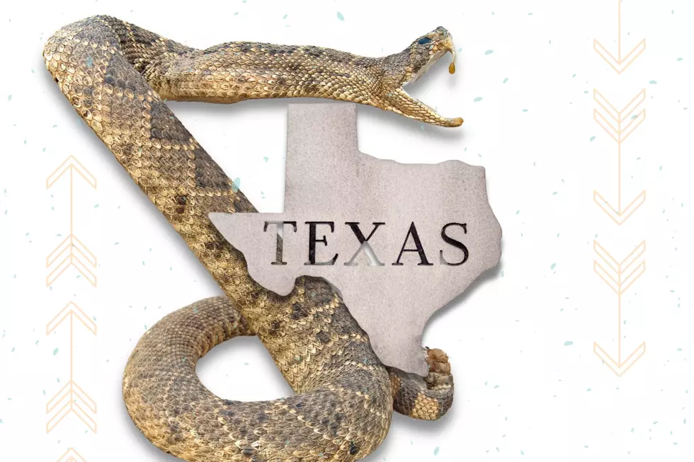 Genuine Questions Texans Actually Ask Google About Snakes