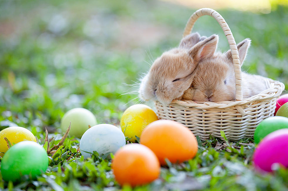 Easter Perfection! Bunnies Coming To Hugo’s On The Square
