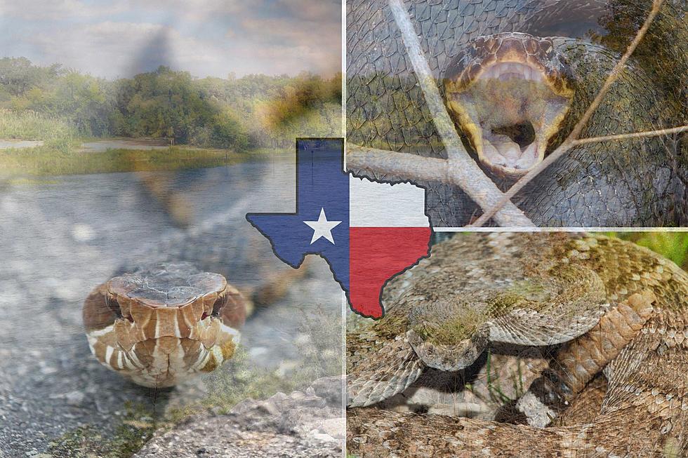 Sneaky Snakes: The 5 Most Snake-Infested Rivers in Texas