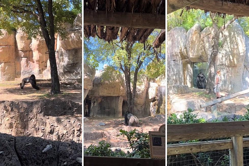 VIDEO: Check Out the Daring Escape By a Fort Worth Zookeeper Trapped in Enclosure with a Giant Silverback Gorilla