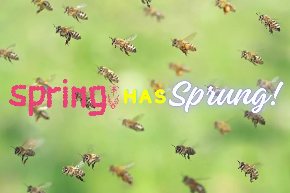 Here&#8217;s the Buzz! It&#8217;s Spring So You Can Expect Bee Swarms in Amarillo and Canyon
