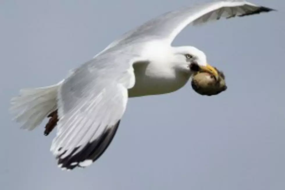 Seagull Takes And Flies Away With Video Camera [VIDEO]