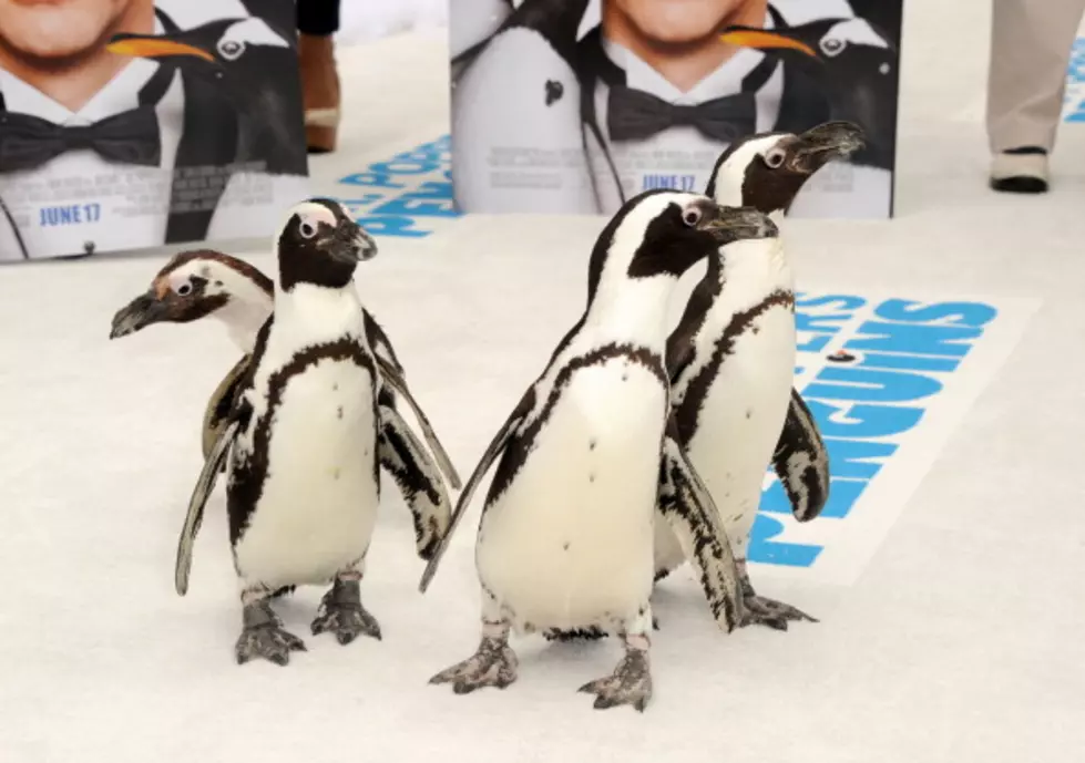 Penguins Do Dance To Reach Top Of Iceberg [VIDEO]