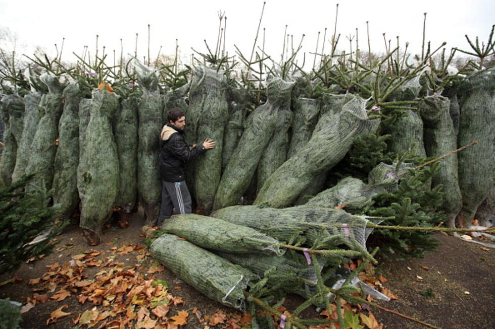 Flocked Trees Not Popular. The Big Question On The Erwin Pawn Tradio Show