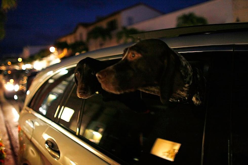 Ever Wonder Why Dogs Stick Their Head Out of Car Windows? Well, Wonder No More