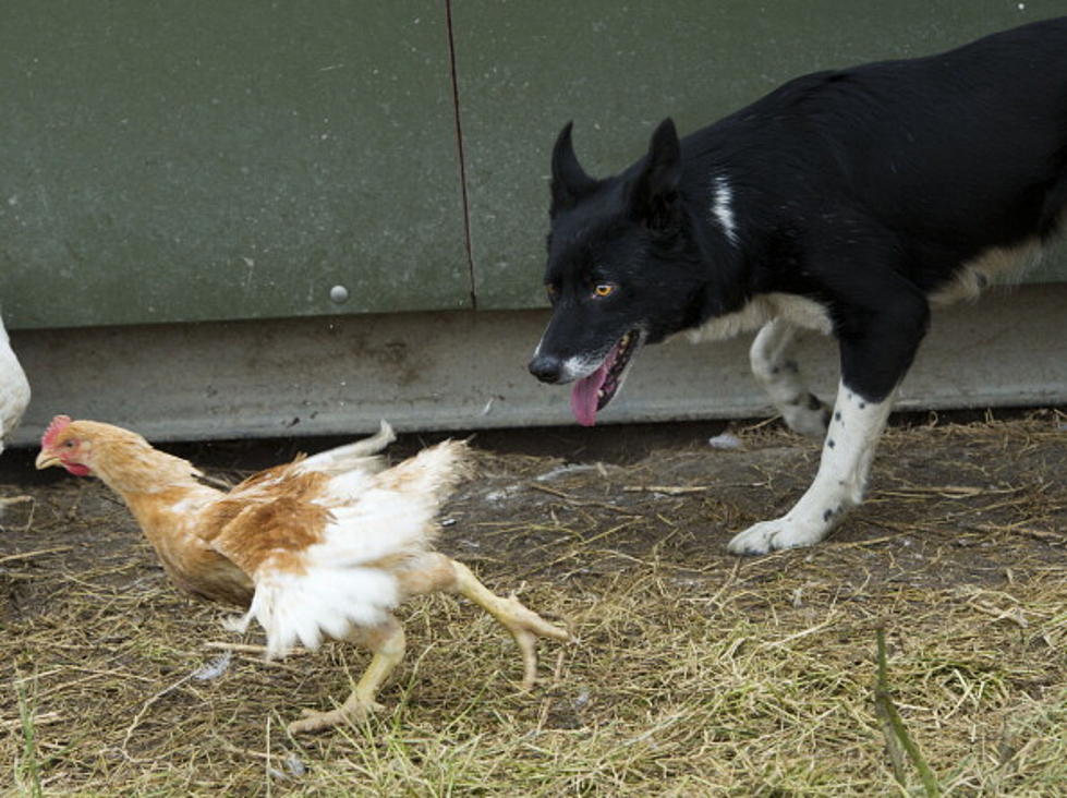 Five Governors Want Partnership To Protect Chicken