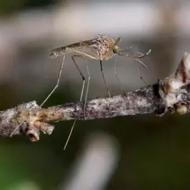 First Death In 2013 From West Nile In The Area Reported