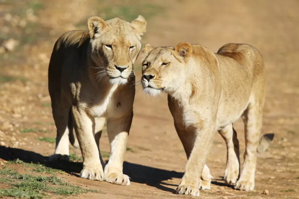 Lions Back On Display At Dallas Zoo