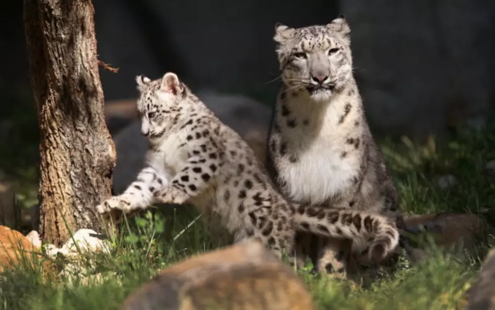 New York’s Central Park Zoo Shows Off Baby Snow Leopards