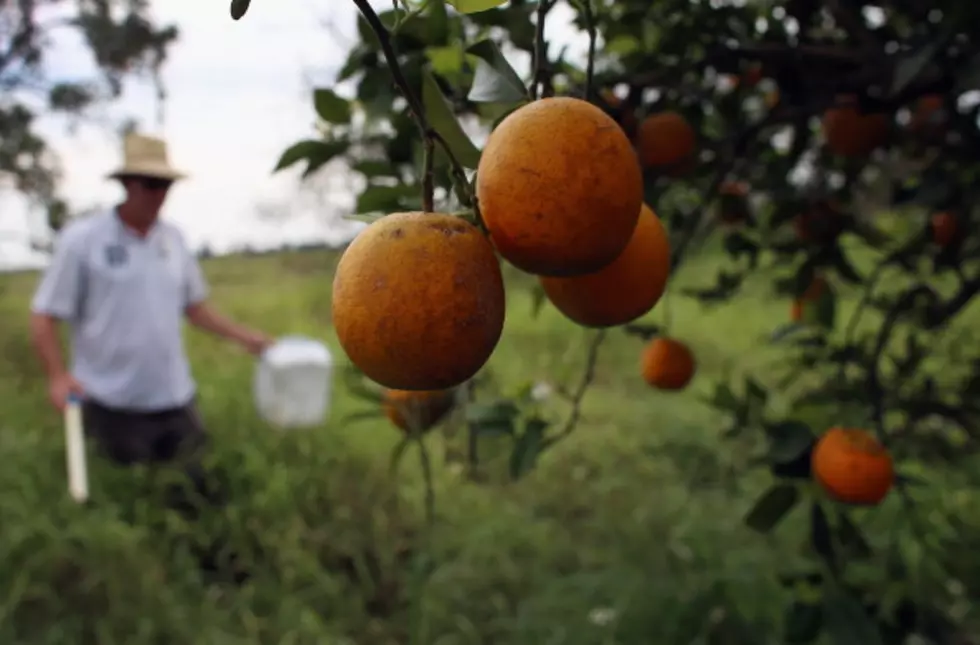 Quarantine Area Expanded In Texas For Citrus Disease