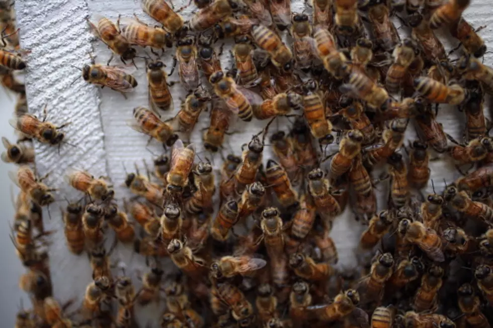 FDA Says Honey With Added Sweetners Isn’t Honey