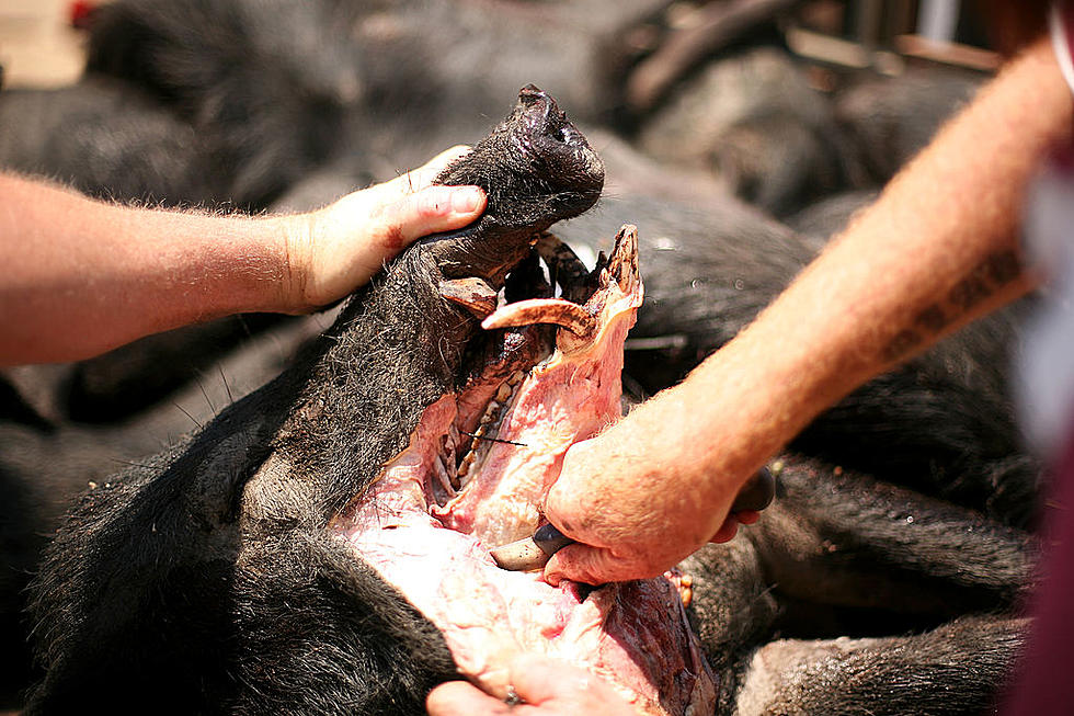 How Many People Have Been Killed By Feral Hogs In Texas?