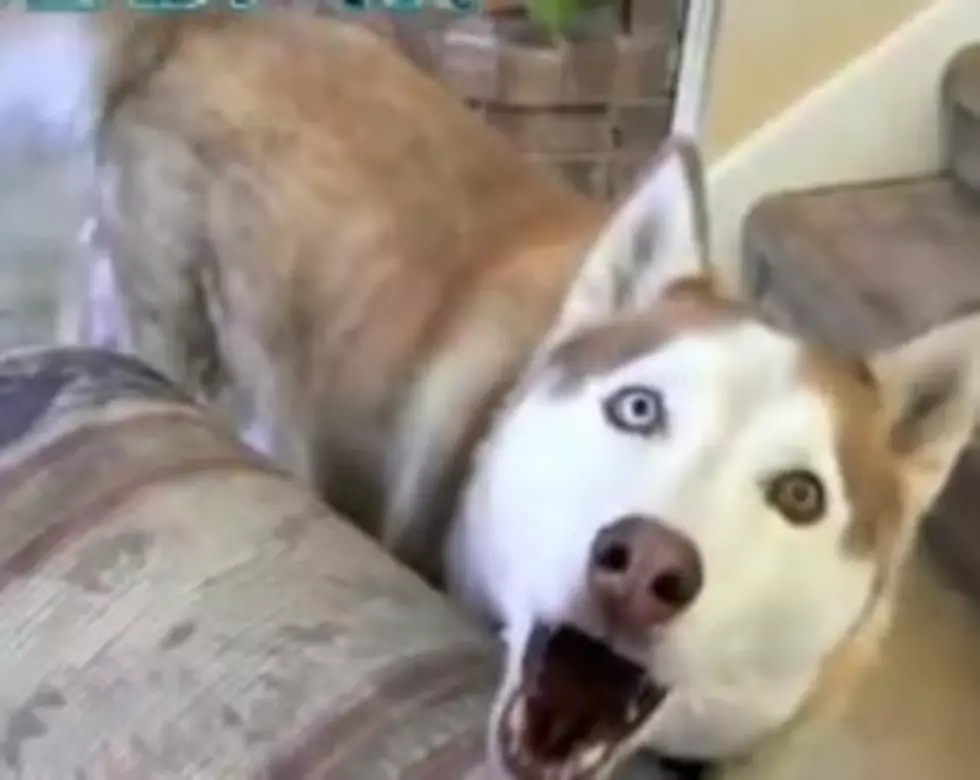 These Dogs Can Talk, Can Yours? [VIDEOS]