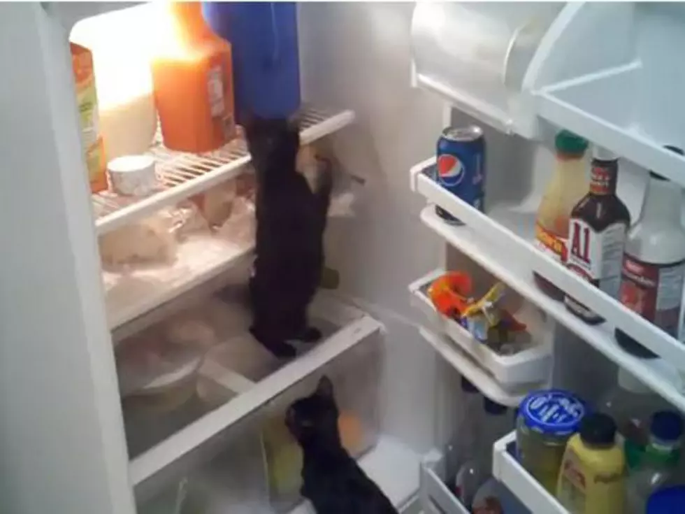 Hungry Cats Try and Fail to Raid Unattended Fridge [VIDEO]