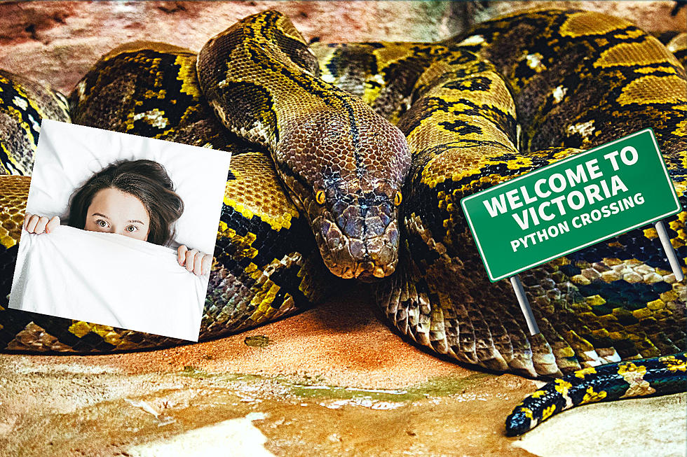 Could Burmese Pythons Invade Victoria?