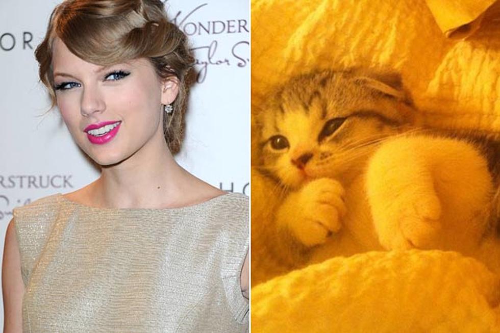 Taylor Swift&#8217;s Cat Demands Attention in Cute Home Video