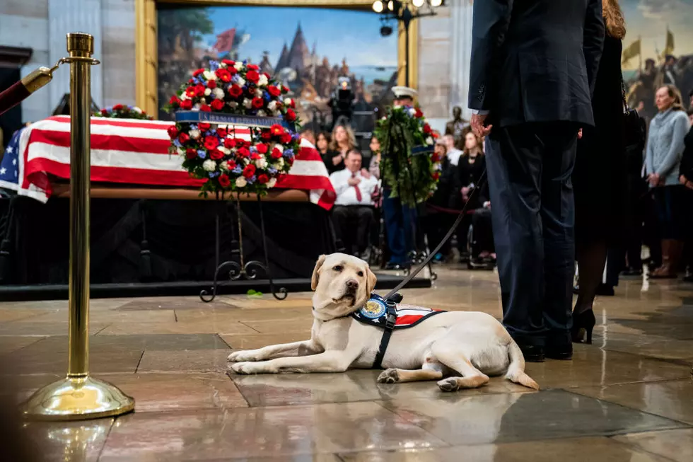 George H.W. Bush’s Service Dog, Sully, Embarks on New Career