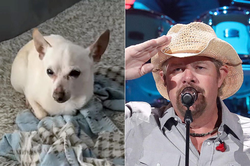 Meet the Other Toby Keith, a Record-Setting Chihuahua