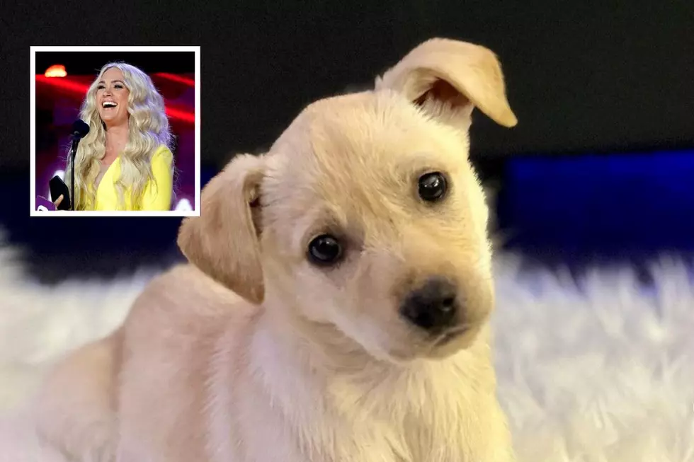 Meet Carrie Underwood's Adorable New Puppy, Charlie -- See Pics! 