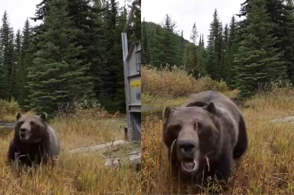What It Looks and Sounds Like to Get Attacked by a Grizzly Bear [Watch]