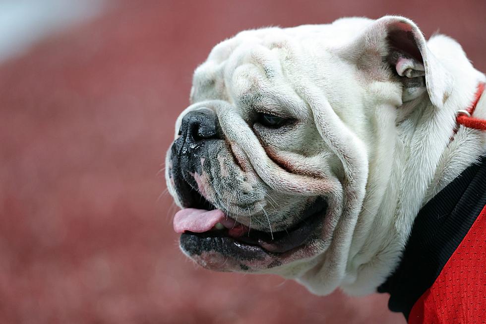 Georgia Bulldogs' Beloved Mascot, Uga X, Has Died