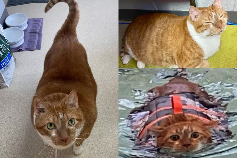 30-Pound Cat Named Thicken Nugget Reveals Dramatic Weight Loss
