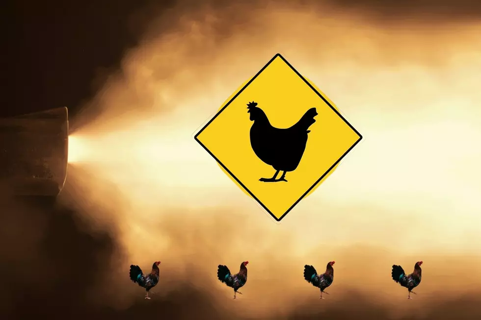 Florida Woman Bear-Maces Driver in Chicken Road Rage Incident