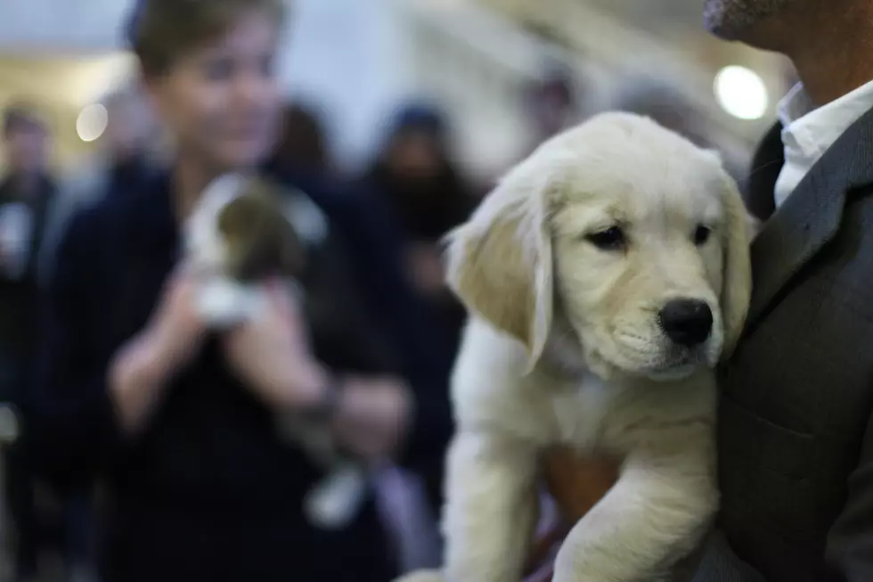 What Were the Most Popular Dog Breeds of 2010?