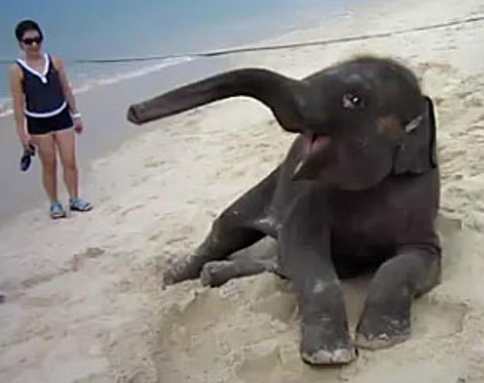Six Baby Elephants Playing on the Beach [VIDEOS]