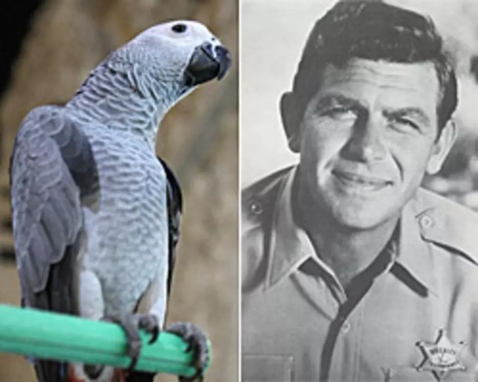 Five Parrots Whistling The Andy Griffith Song-VIDEOS