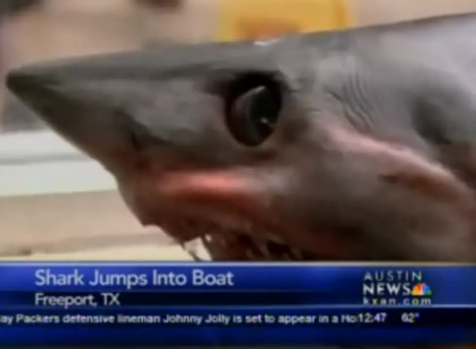 375-Pound Shark Jumps Into Fisherman’s Boat [VIDEO]
