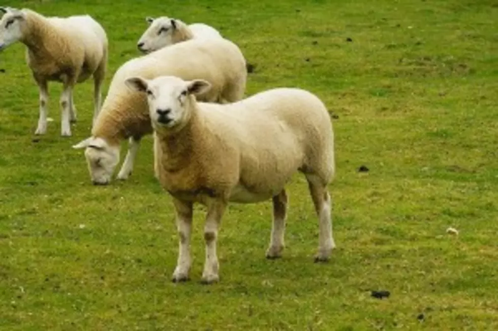 Pennsylvania School To Use Sheep As Lawn Mowers
