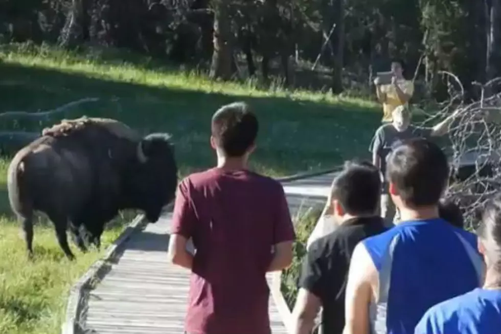 WATCH: Yellowstone Bison Charges at Stupid Tourists [FBHW]