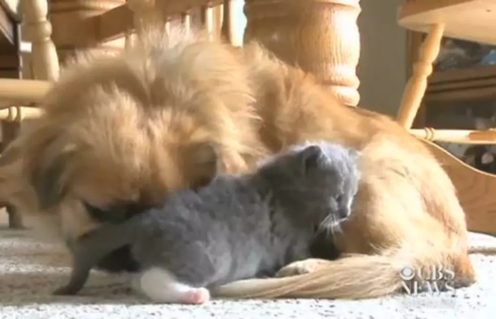 Open-Minded Dog Nurses Orphaned Kitten Back to Health [VIDEO]